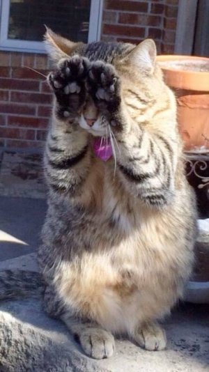 Приколы  с котами