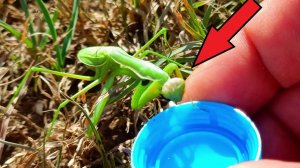 Напоил богомола,он согласился