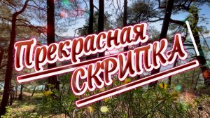 Прекрасная скрипка, музыка для души