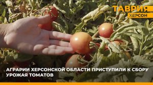 Аграрии Херсонской области приступили к сбору урожая томатов