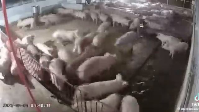 свиньи испугались молнии