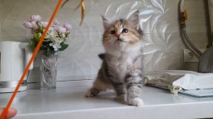 Джулианна Baraj*RU