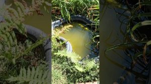 приехал к бабушке в деревню.