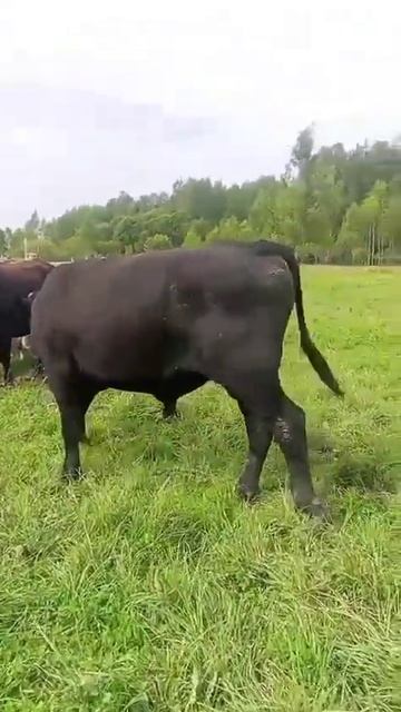 17 августа 2025 г.