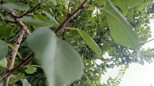 За два летних сезона обрезки новая компактная форма мощного дерева