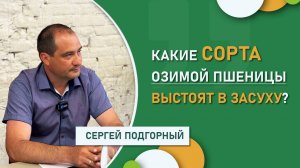 Какие сорта озимой пшеницы выстоят в засуху? | Итоги уборки-2025 от АНЦ «Донской»