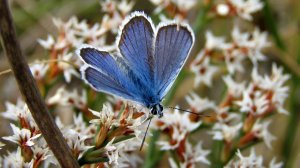 Крымский август.