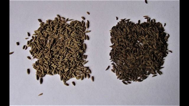 Разница между черным и обычным тмином