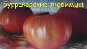 ТОМАТЫ. КАТАЛОГ ТОМАТОВ 2025 г. Часть 3. Проверенные сорта. г. Киров