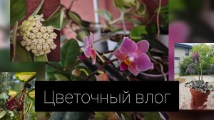 цветочный влог