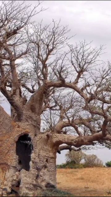 Баобаб. Интересные факты