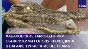 Хабаровские таможенники обнаружили голову крокодила в багаже туриста из Вьетнама