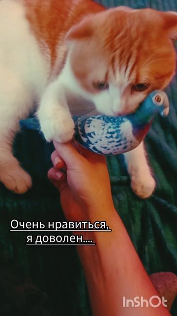 Купили голубя🐯