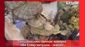 От грибов до меда