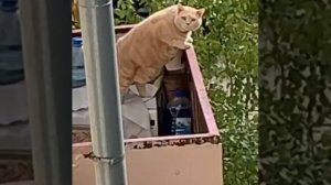 Я тебя съем)