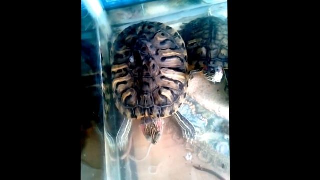 Красноухие черепахи смотреть онлайн