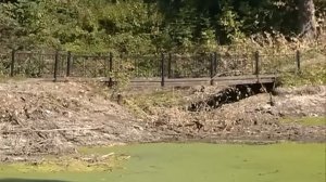 Ельчанин подарил администрации Ельца бензопилу для благоустройства Петровского парка