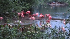 Фламинго в Московском Зоопарке