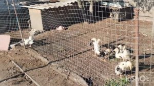 Как отучить курицу быть наседкой. Быстрый перекус. Чистка участка. Жизнь на юге.