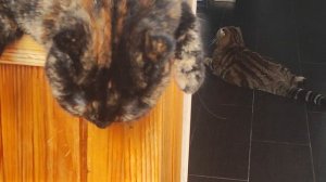 уроки балдежа😸☀