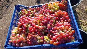 Саженцы винограда с доставкой Ростов-на-Дону. Россия. Small Gardens