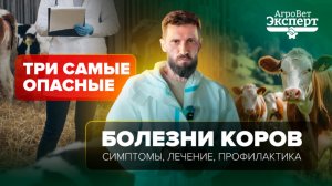 ТОП-3 самых страшных болезни коров: симптомы, лечение и профилактика