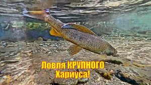 Ловля КРУПНОГО Хариуса!