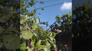 слива соседская