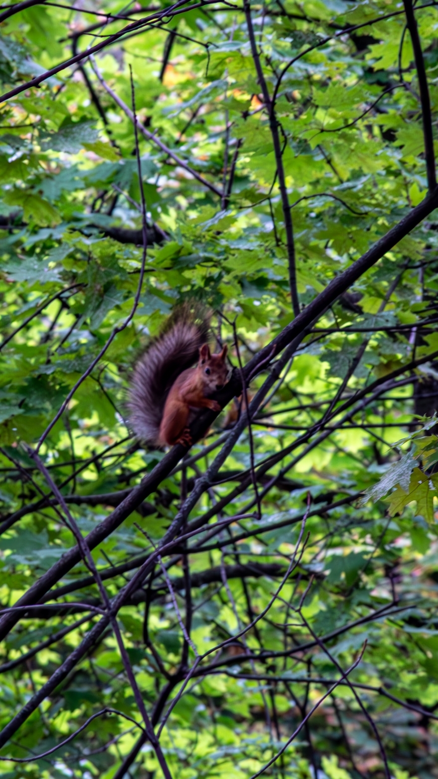 Веселые белки в парке у Семхозного пруда в Саратове... смотреть онлайн