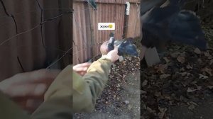 г. Мариуполь жуки