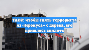 ТАСС: чтобы снять террориста из «Крокуса» с дерева, его пришлось спилить