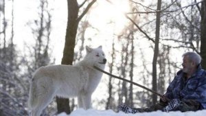 С волками,  жить ...