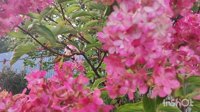 Метельчатая гортензия- отличное украшение сада, декоративна весь сезон смотреть онлайн