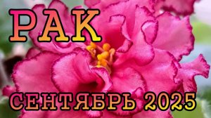 РАК таро прогноз на СЕНТЯБРЬ 2025 года.