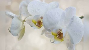 Концерт в синагоге (Live in Synagogue) – группа Агниканы. Музыка Шри Чинмоя