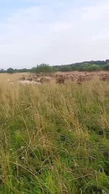 коровы и телят на продажу