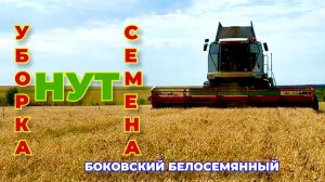 Крупный нут 8+. Боковский белосемянный.