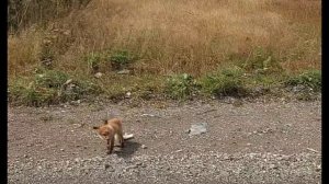 Лисята голодные вышли на дорогу | Машины останавливались и их кормили| По пути с Телецкого озера ●