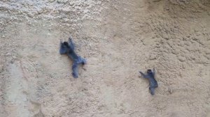 Японские макаки в Московском Зоопарке