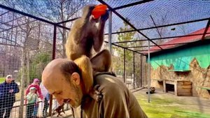 Люська просто НАГЛАЯ любимая морда просто села Владу на голову и снять не возможно!!!