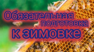 Обязательная подготовка к зимовке 🐝