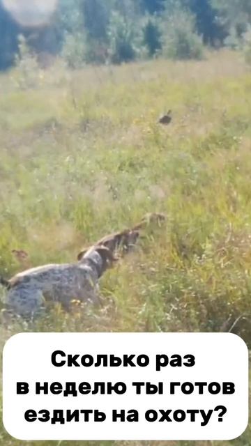 Как часто ездите на охоту вы? смотреть онлайн