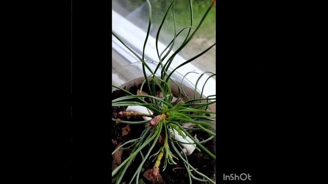 Самосовершенствуя себя  и вот новую маску гордыни нашла!