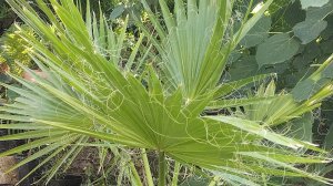 Вашингтония , Трахикарпус, Канарский финик Пальмы в августе