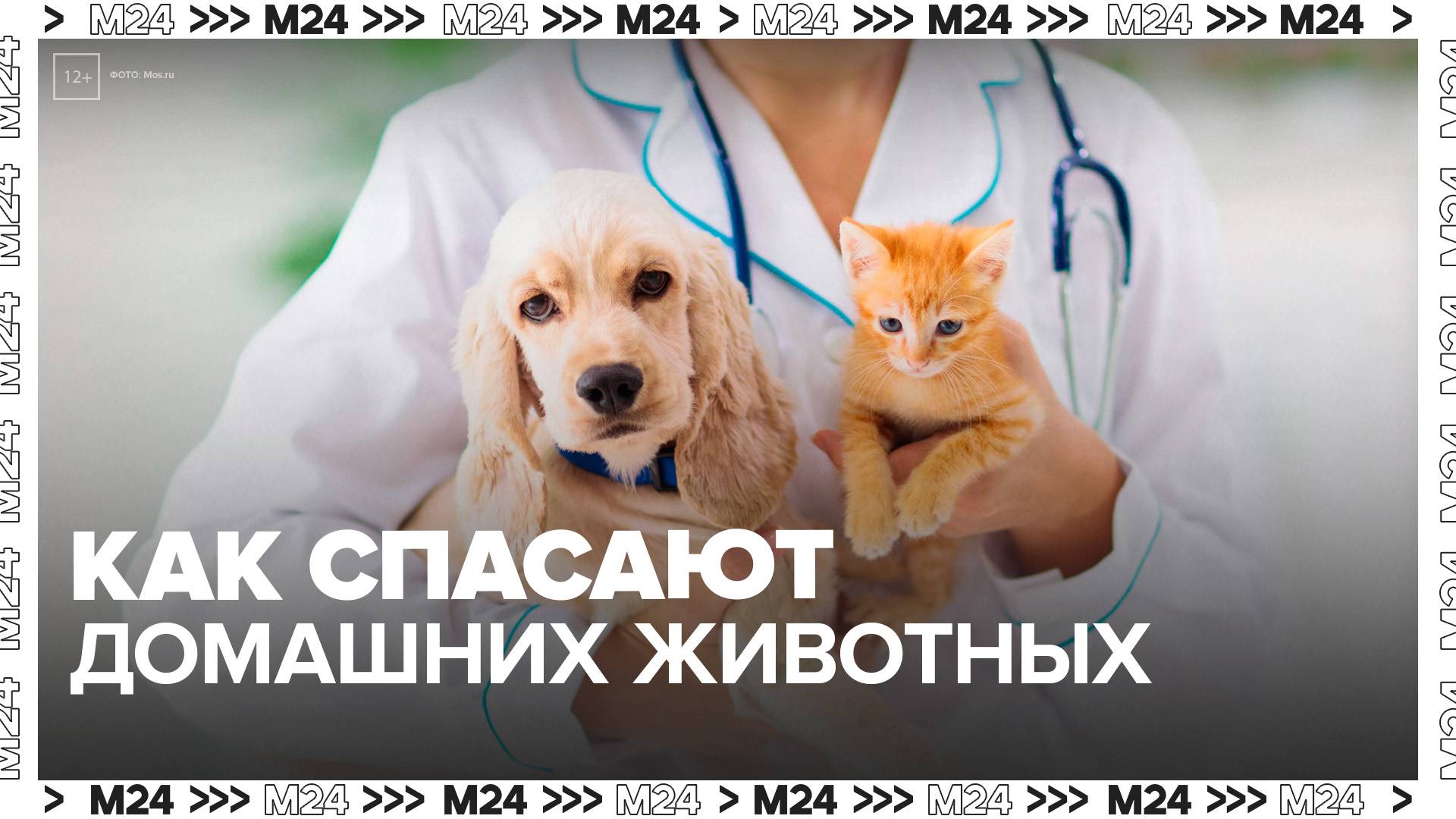 Ветеринар рассказал, какую помощь оказывают домашним животным в зооцентрах Москвы