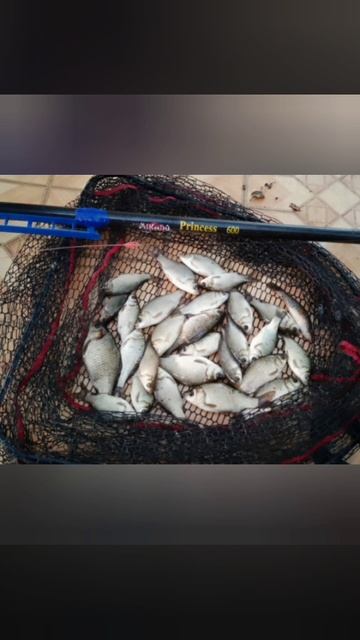 Вечерний клёв после работы. Рыбачил на кивок🎣 Наживка опарыш. Прикормка своя.