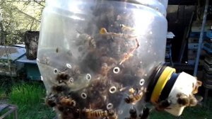 Выводим пчелиных маток в бутылке.