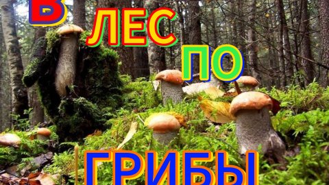 За 🍄грибами в лес🏕!#загрибами #тихая_охота #костромскаяобласть #прогулкаполесу