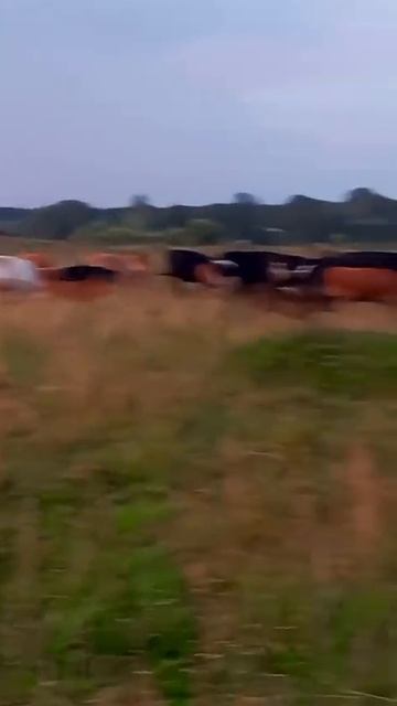 поможем приобрести коров и телят 89168468275