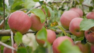 Ландшафтный дизайн участка спустя 5 лет